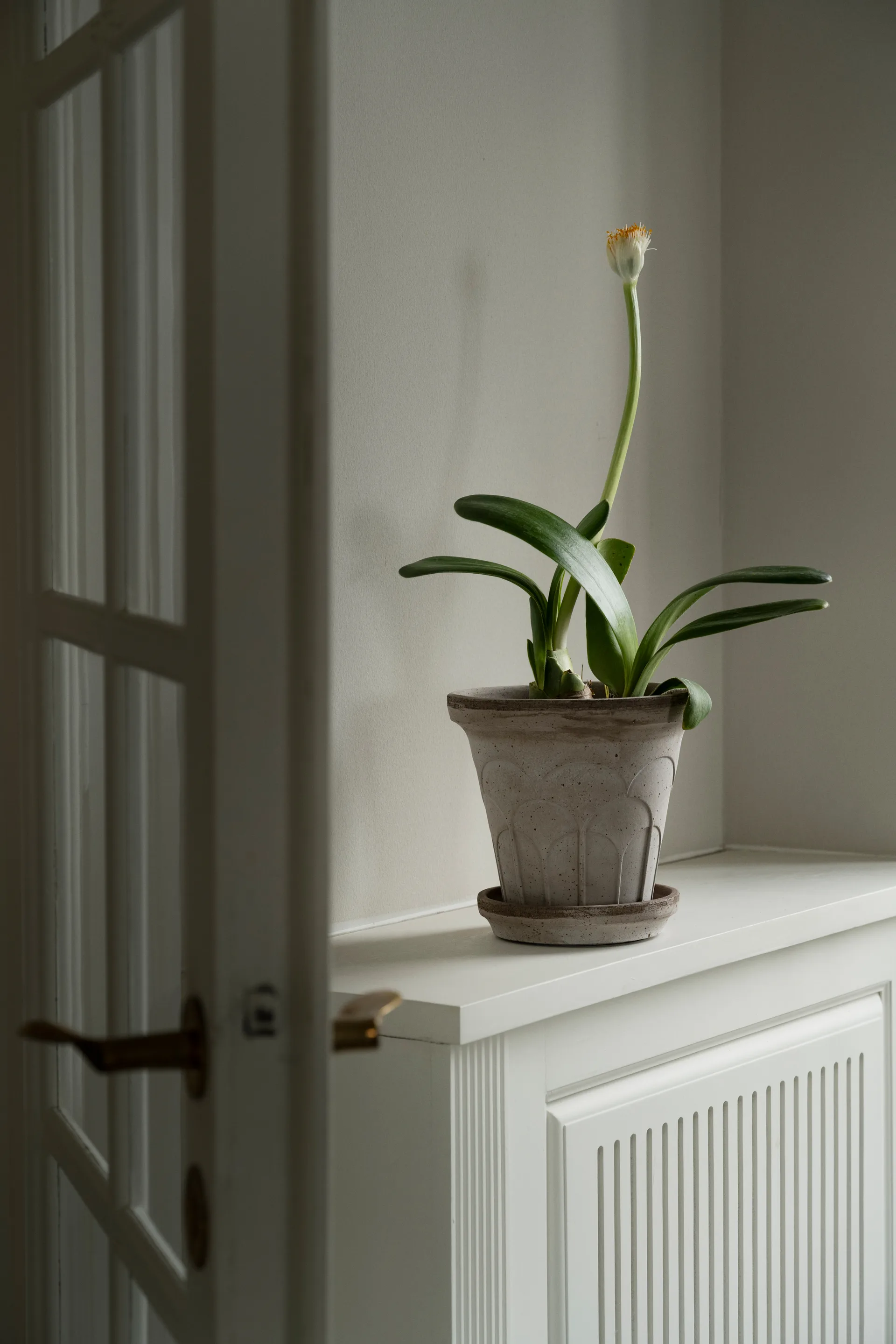 Fleur kruka med fat 2 delar, Grey, Ø18 cm Bergs Potter