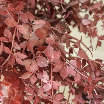 Burgundy Maple Branch konstgjord bukett - 107 cm, 4 st - Botané