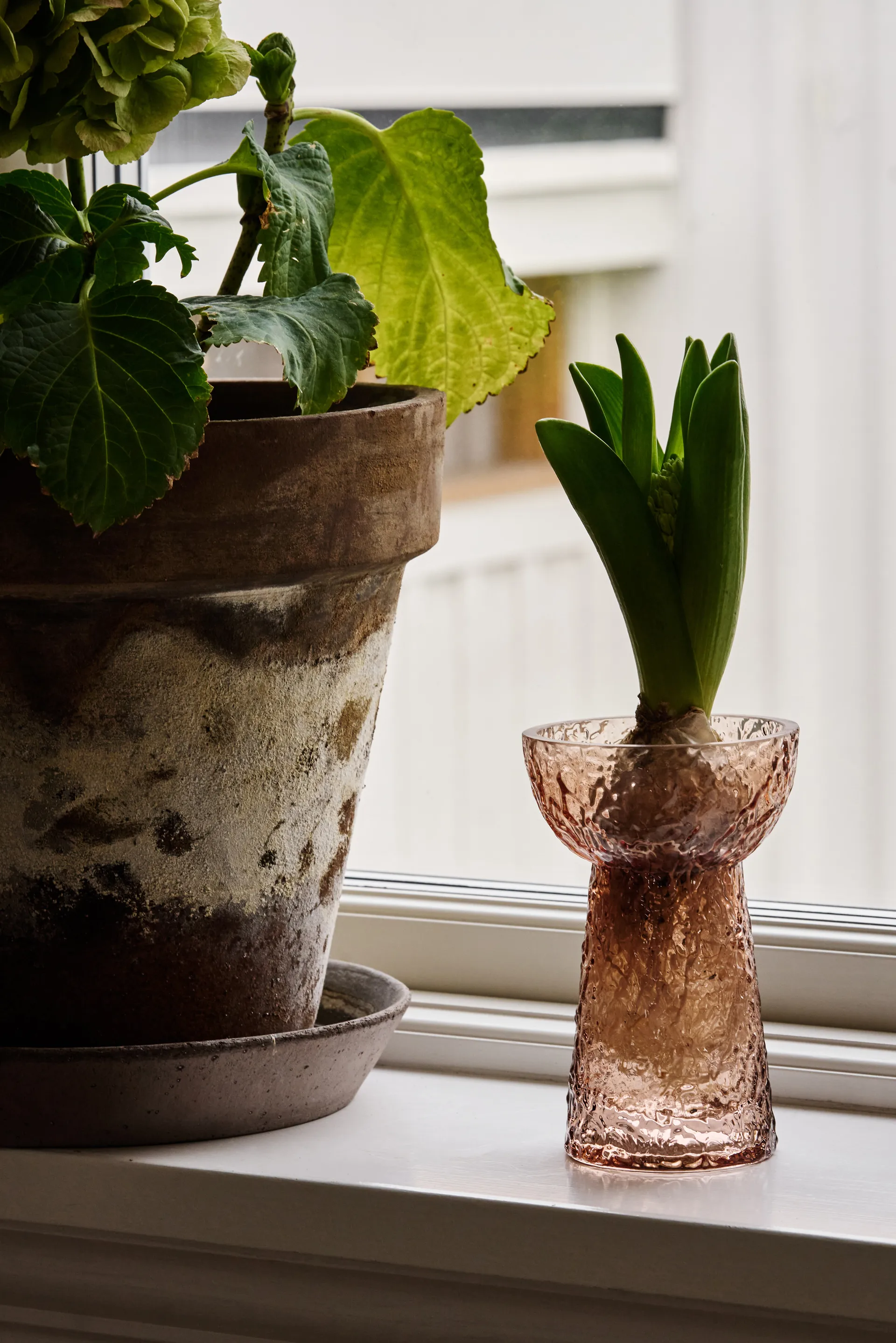 Flor hyacintvas, Brun Scandi Living